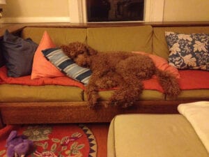 Willing Inspirations - Ollie the Standard Poodle