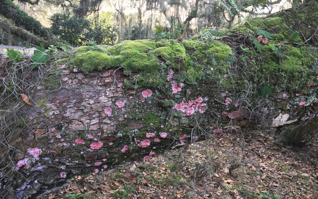 Blood Lichen