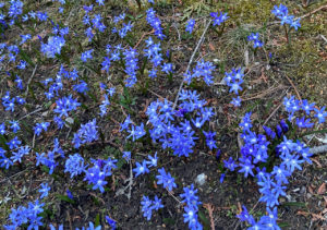 Chionodoxa glory of the snow